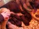 German Shepherd Puppies for sale in York, NE 68467, USA. price: $900
