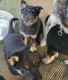 German Shepherd Puppies for sale in Highland, CA, USA. price: $200