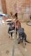 German Shepherd Puppies for sale in Colorado City, AZ 86021, USA. price: NA