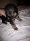 German Shepherd Puppies for sale in Akron, OH 44312, USA. price: $500
