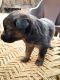 German Shepherd Puppies for sale in Auraiya, Uttar Pradesh 206122, India. price: 18000 INR