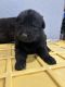 German Shepherd Puppies for sale in 5001 S Buckner Blvd, Dallas, TX 75227, USA. price: $400