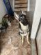 German Shepherd Puppies for sale in Brooklyn, NY, USA. price: $5,500