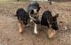 German Shepherd Puppies for sale in Jefferson City, MO 65109, USA. price: NA