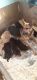 German Shepherd Puppies for sale in East Taunton, Taunton, MA 02718, USA. price: $1,000