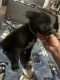 German Shepherd Puppies for sale in Tolleson, AZ 85353, USA. price: NA