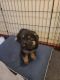 German Shepherd Puppies for sale in Co Rd P, Wisconsin, USA. price: $800