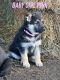 German Shepherd Puppies for sale in Brighton, MO 65617, USA. price: $600