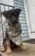 German Shepherd Puppies for sale in West Haven, CT 06516, USA. price: NA