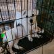 German Shepherd Puppies for sale in Niceville, FL, USA. price: $1,000