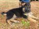 German Shepherd Puppies for sale in Brandon, MS, USA. price: $1,000