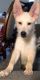 German Shepherd Puppies for sale in Lewisville, TX 75057, USA. price: $750