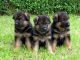 German Shepherd Puppies for sale in Coldwater, MS 38618, USA. price: $2,000