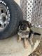 German Shepherd Puppies for sale in Hesperia, CA, USA. price: $550