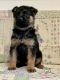 German Shepherd Puppies for sale in Cookeville, TN, USA. price: $800