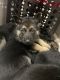 German Shepherd Puppies for sale in Gallatin, TN 37066, USA. price: NA