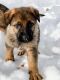 German Shepherd Puppies for sale in Belgrade, MT 59714, USA. price: $1,500