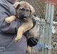 German Shepherd Puppies for sale in Jasonville, IN 47438, USA. price: $200