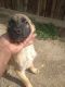German Shepherd Puppies for sale in Perris, CA, USA. price: $125