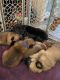 German Shepherd Puppies for sale in Lucedale, MS 39452, USA. price: $1,250