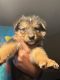German Shepherd Puppies for sale in Greensboro, NC, USA. price: NA