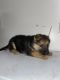German Shepherd Puppies for sale in Logan, UT, USA. price: $400