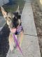 German Shepherd Puppies for sale in Grove City, OH, USA. price: $600