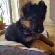 German Shepherd Puppies for sale in 22201 Aurora Rd, Bedford Heights, OH 44146, USA. price: $500