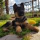 German Shepherd Puppies for sale in 9879 Mt Eaton Rd, Wadsworth, OH 44281, USA. price: NA