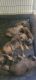 German Shepherd Puppies for sale in Cross City, FL 32628, USA. price: NA