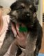 German Shepherd Puppies for sale in Tupelo, MS, USA. price: $350