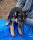 German Shepherd Puppies for sale in Pineville, MO, USA. price: $250
