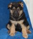 German Shepherd Puppies for sale in Paradise, PA 17562, USA. price: $750