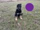 German Shepherd Puppies for sale in Bolivar, MO 65613, USA. price: $800