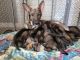 German Shepherd Puppies for sale in Brazil, IN 47834, USA. price: $800