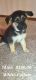 German Shepherd Puppies for sale in Northwood, OH, USA. price: NA