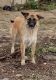 German Shepherd Puppies for sale in Fallbrook, CA 92028, USA. price: $50