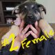 German Shepherd Puppies for sale in Surprise, AZ, USA. price: NA
