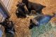 German Shepherd Puppies for sale in Luther, MI 49656, USA. price: NA