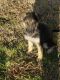 German Shepherd Puppies for sale in Grand Prairie, TX 75052, USA. price: $300