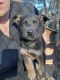 German Shepherd Puppies for sale in Hudson, FL 34667, USA. price: NA