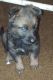 German Shepherd Puppies for sale in Long Island City, Queens, NY, USA. price: NA