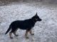 German Shepherd Puppies for sale in Moorcroft, WY 82721, USA. price: NA
