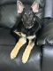 German Shepherd Puppies for sale in Altoona, PA, USA. price: NA
