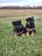 German Shepherd Puppies for sale in Rochester, NY, USA. price: $800