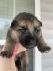 German Shepherd Puppies for sale in Conway, SC 29527, USA. price: $600