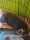 German Shepherd Puppies for sale in Co Rd P, Wisconsin, USA. price: $600