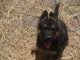 German Shepherd Puppies for sale in Eastman, GA 31023, USA. price: $700