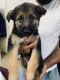 German Shepherd Puppies for sale in Gotri, Vadodara, Gujarat, India. price: 17000 INR