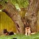 German Shepherd Puppies for sale in Marshfield, MO 65706, USA. price: NA